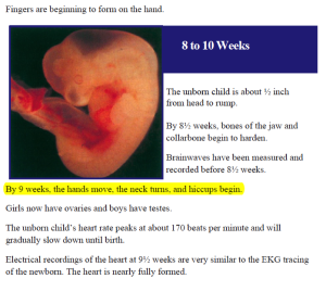 fetal image 8 weeks